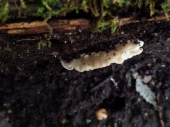 Tyromyces fumidiceps