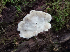 Tyromyces fumidiceps