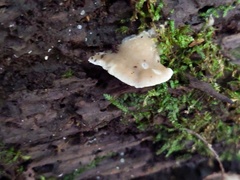 Tyromyces fumidiceps