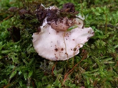 Tyromyces fumidiceps