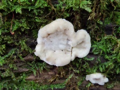 Tyromyces fumidiceps