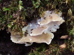 Tyromyces fumidiceps