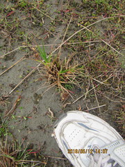 Juncus caespiticius