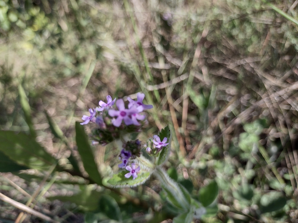 Verbena hirta