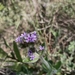 Verbena hirta - Photo (c) Clarice Dorocinski, algunos derechos reservados (CC BY-NC), subido por Clarice Dorocinski