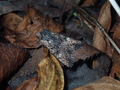 Nyctycia strigidisca