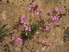 Stylidium dichotomum