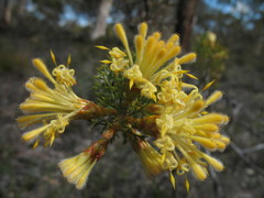 Petrophile serruriae