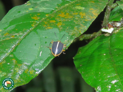 Ellipticus navicularis