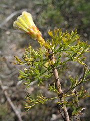 Petrophile serruriae