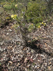 Petrophile serruriae