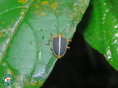 Ellipticus navicularis