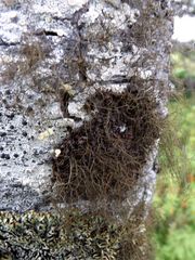 Bryocaulon pseudosatoanum