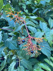 Palicourea crocea