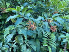Palicourea crocea