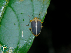 Ellipticus navicularis
