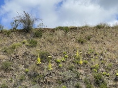 Crassula acinaciformis