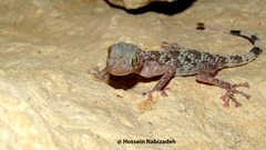 Asaccus iranicus