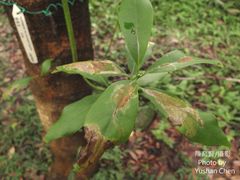 Machilus zuihoensis mushaensis