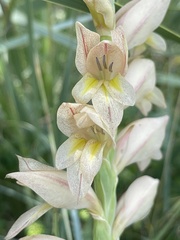 Gladiolus sericeovillosus calvatus