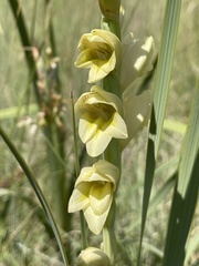 Gladiolus sericeovillosus calvatus