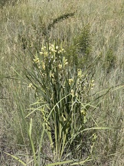 Gladiolus sericeovillosus calvatus