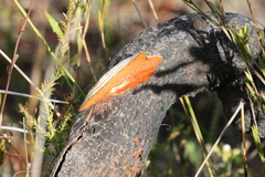 Piptoporus australiensis