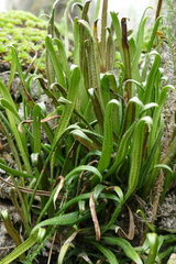 Pleopeltis polylepis