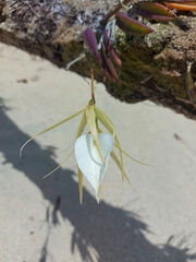 Brassavola