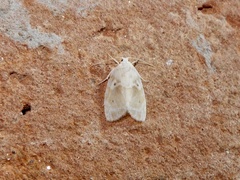 Schistophleps bipuncta