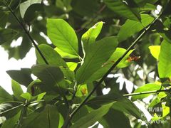 Machilus zuihoensis mushaensis