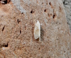 Schistophleps bipuncta