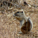 Antelope Squirrels - Photo (c) Maggie.Smith, some rights reserved (CC BY-NC), uploaded by Maggie.Smith