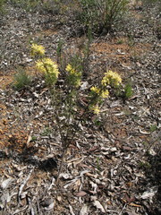 Petrophile serruriae