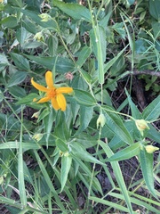 Aspilia mossambicensis