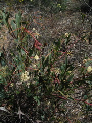 Grevillea synapheae