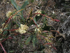 Grevillea synapheae