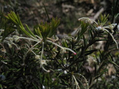 Grevillea pilulifera