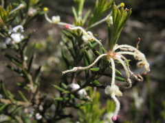 Grevillea pilulifera