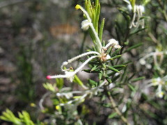 Grevillea pilulifera