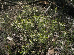 Grevillea pilulifera