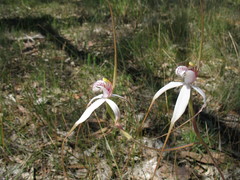 Caladenia splendens