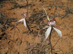 Caladenia splendens