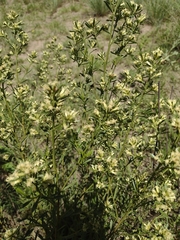 Baccharis linearifolia