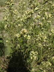 Baccharis linearifolia