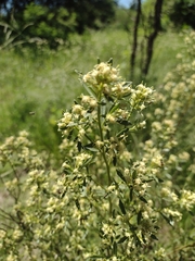 Baccharis linearifolia