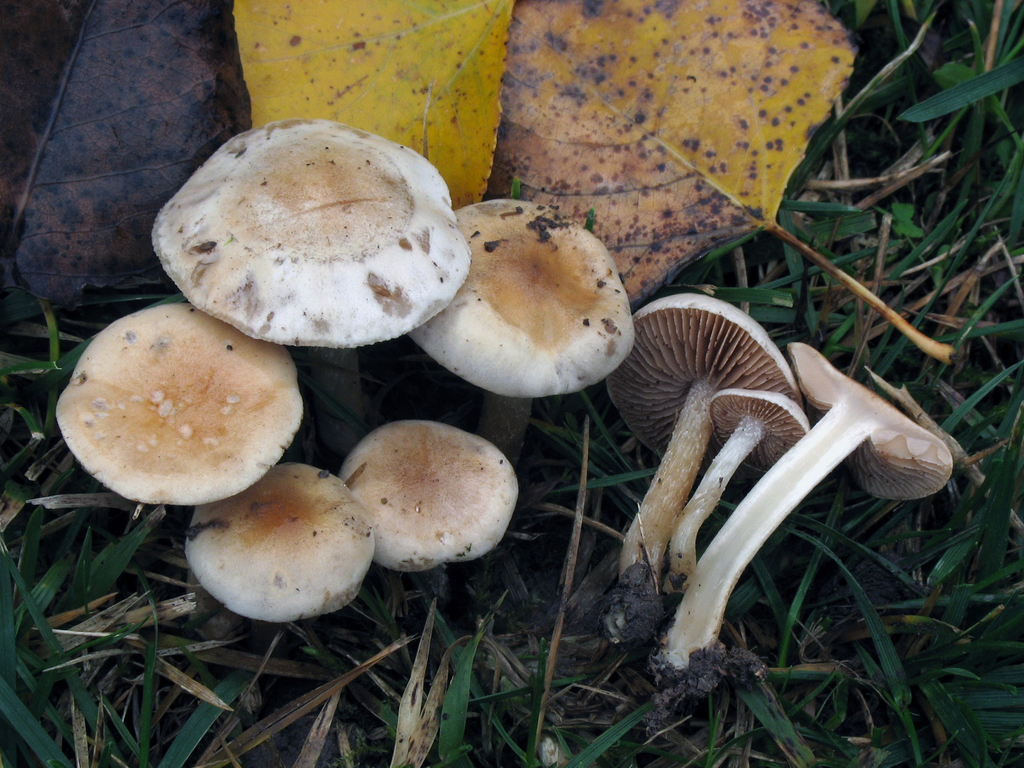Ivory Poisonpie