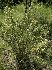 Baccharis linearifolia
