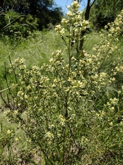 Baccharis linearifolia