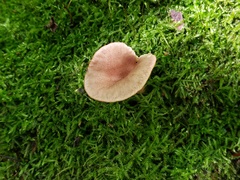 Lactarius griseus